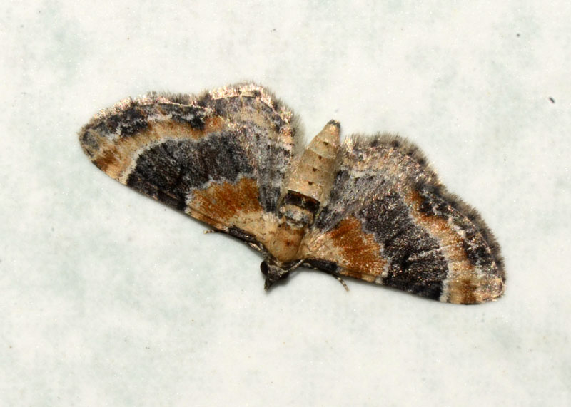 Eupithecia linariata ?